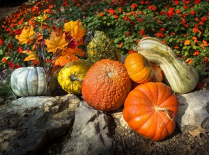 Pumpkins Gords Autumn Leaves Late Blooming Flowers Say Thanksgiving